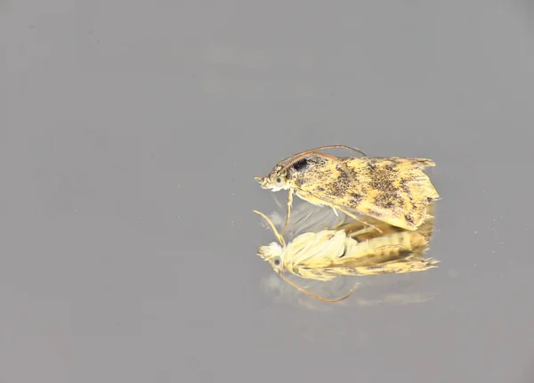 鏡のような灰色の背景に蛾の蜜を食べる昆虫 — ストック写真