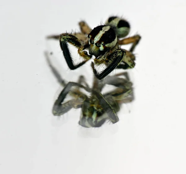 Aynadaki Beyaz Yüzey Üzerindeki Böcek Örümceği — Stok fotoğraf