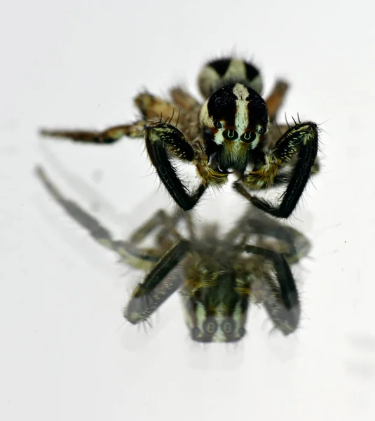 Pavouk Hmyzu Bílém Zrcadlovém Povrchu — Stock fotografie