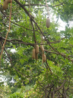 Funchal Madeira 'nın merkezinde küçük ama mükemmel şekillenmiş bir park.