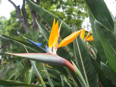 Funchal Madeira 'nın merkezinde küçük ama mükemmel şekillenmiş bir park.