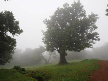Madeira Adası 'nın batısındaki Fanal' ın büyülü defne ormanı.