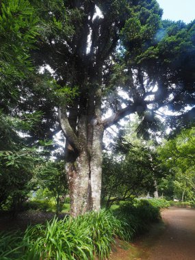 Santa da Serra Bahçesi Madeira Adası Portekiz