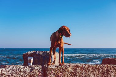 Kayalık sahil üzerinde kahverengi köpek duran 