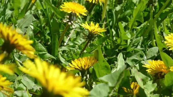 Prato verde con denti di leone gialli in fiore — Video Stock