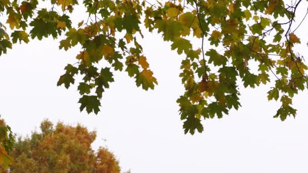 Цветные кленовые листья на сером небе — стоковое видео