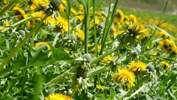 Prato verde con denti di leone gialli in fiore — Video Stock