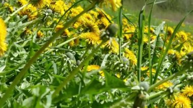 Yeşil çayır sarı çiçek açan ile karahindiba