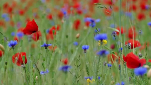 Червоні макові квіти в зеленому полі — стокове відео