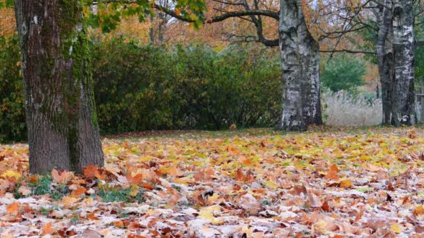 Bunte Ahornblätter fallen auf den Boden — Stockvideo