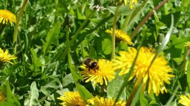 Yeşil çayır sarı çiçek açan ile karahindiba