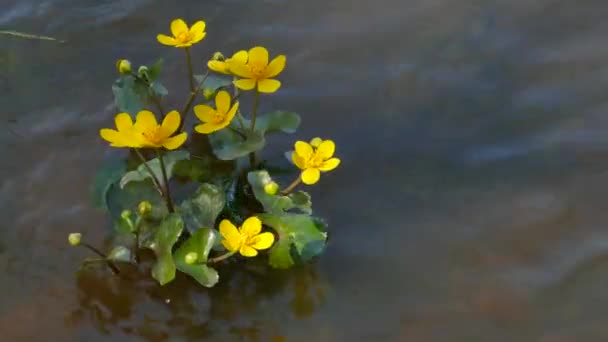 Bir nehrin akışı kingcup Marsh-kadife çiçeği — Stok video