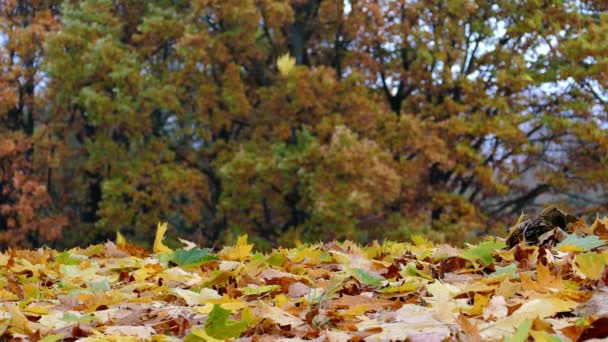 Coloridas hojas de arce cayendo en el suelo — Vídeo de stock