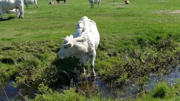 Белая корова пьет из канавы — стоковое видео