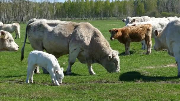 Manada de bovino blanco — Vídeos de Stock