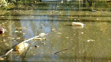 Bir kirli göl suyu plastik şişelerde yüzen