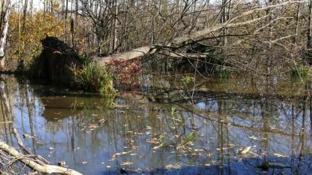 Floating Plastic bottles in a polluted pond water — Stock Video