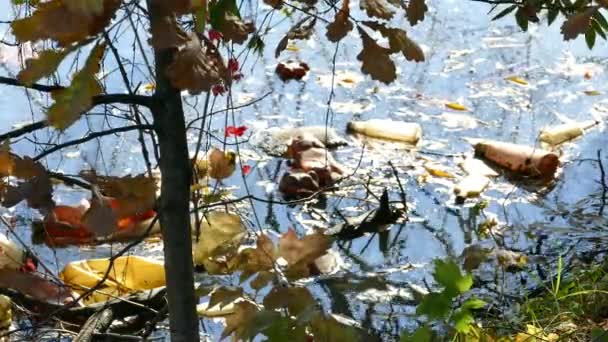 Плаваючі пластикові пляшки в забрудненій ставковій воді — стокове відео