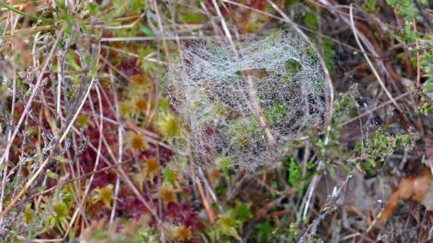 Bog vegetation and spider web — Stock Video