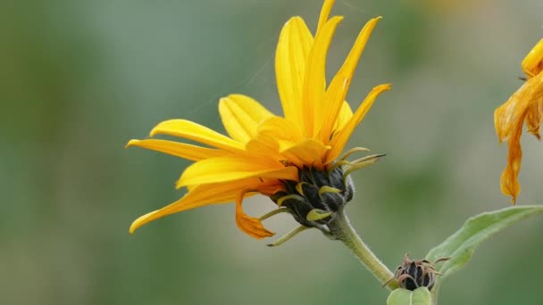 Άνθη της αγκινάρας της Ιερουσαλήμ Helianthus tuberosus — Αρχείο Βίντεο