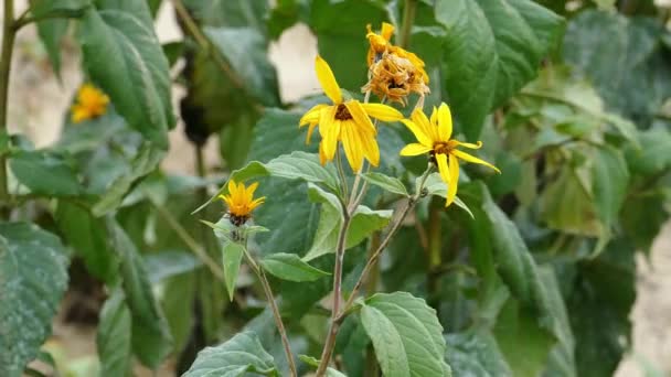 Květy z The slunečnice Topinambur Helianthus tuberosus — Stock video