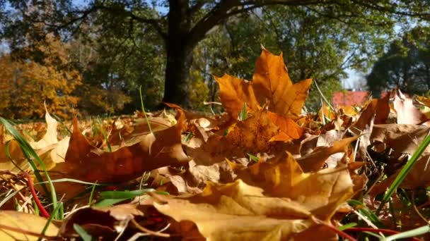 Feuilles d'érable d'automne colorées sur le sol — Video