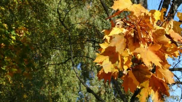 Hojas de arce amarillo otoño con verde borroso en el fondo — Vídeos de Stock