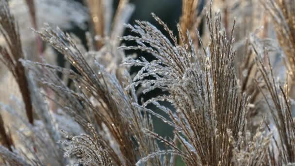 Winderige bloem gras na regen — Stockvideo