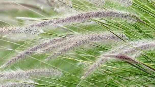Вітряна квітка трава з невеликим рухом — стокове відео