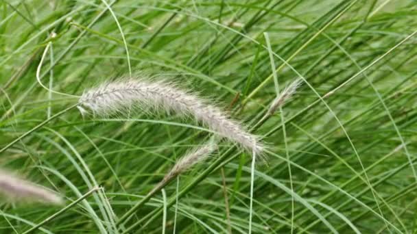 Ветреная трава с легким движением — стоковое видео