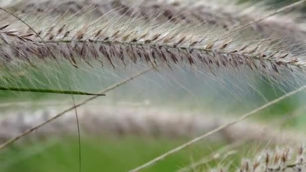 Крупним Планом Вітряна Квітка Трави Невеликим Рухом — стокове відео