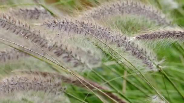 Winderige bloem gras met lichte beweging — Stockvideo