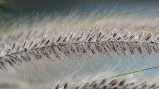 Flor de hierba ventosa con ligero movimiento — Vídeo de stock