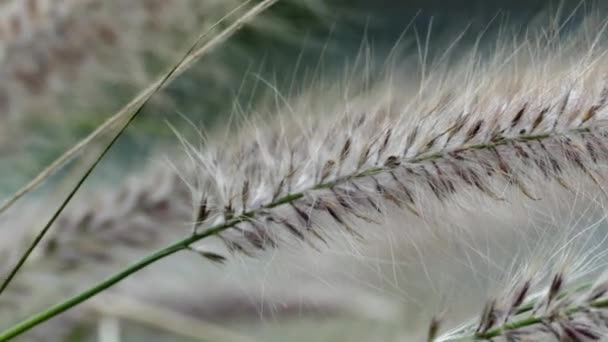 Windy flower grass with slight movement — Stock Video