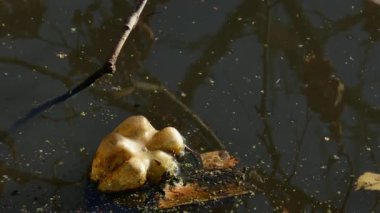 Bir kirli göl suyu plastik şişelerde yüzen