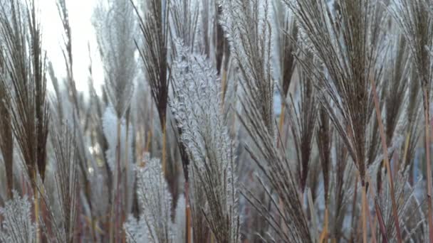 Blåsigt blomma gräs med liten rörelse — Stockvideo