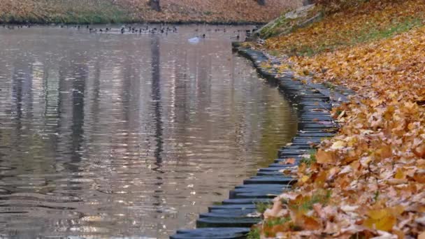 Canal de Riga en otoño — Vídeos de Stock