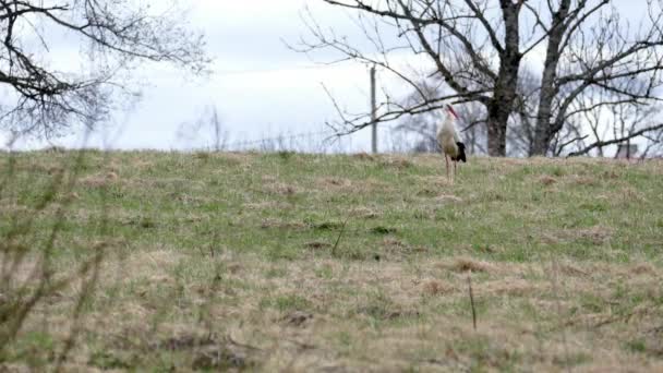 Cigüeña blanca Ciconia ciconia en el prado — Vídeos de Stock