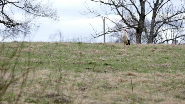 Weißstorch ciconia ciconia auf der Wiese — Stockvideo