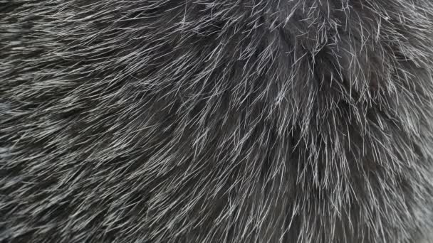 Nahaufnahme Von Natürlichem Schwarzem Fuchspelz Mit Leichter Bewegung Wind Abstrakter — Stockvideo