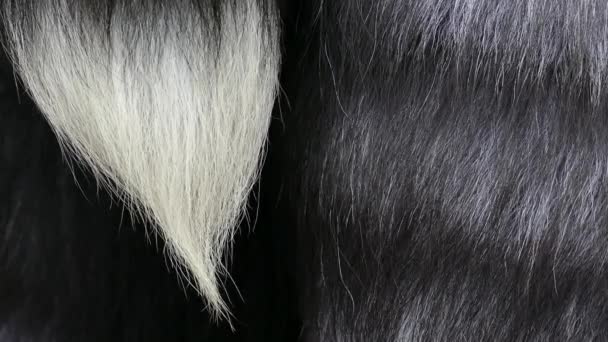 Přírodní černá liška kožešiny pozadí — Stock video