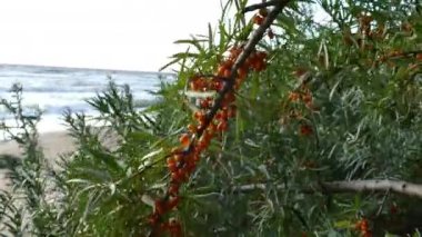 Çilek ile deniz dikeni dalları