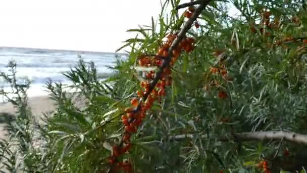 Çilek ile deniz dikeni dalları — Stok video