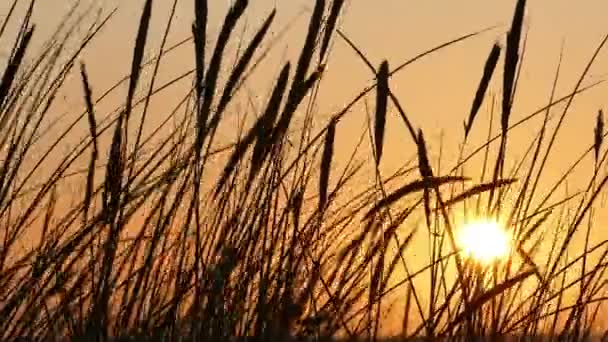 Zonsondergang silhouetten van duingras — Stockvideo