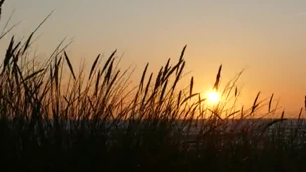 Zonsondergang silhouetten van duingras — Stockvideo