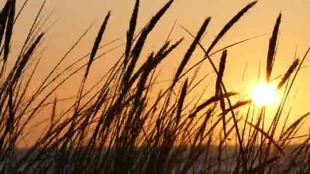 Zachód słońca sylwetki z trawy wydmy — Wideo stockowe