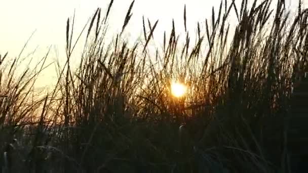 Kids legs running in front of Sunset Silhouettes of dune grass — Stock Video