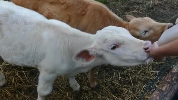 Chica joven alimentando a dos terneros con biberones — Vídeos de Stock