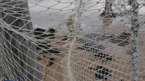 Старая рыболовная сеть висит на берегу моря — стоковое видео