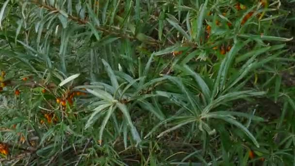 Sea buckthorn twigs with berries — Stock Video